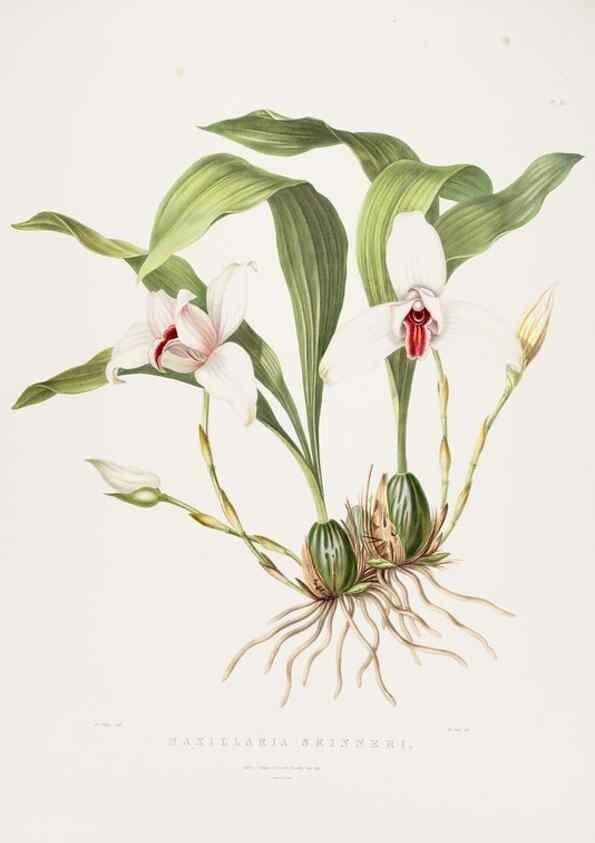 Reproducción/Reproduction 7160293925: The Orchidaceae of Mexico and Guatemala.. London :Ridgway,[1837-1843]