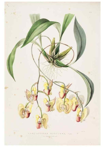 Reproducción/Reproduction 7345503130: The Orchidaceae of Mexico and Guatemala.. London :Ridgway,[1837-1843]
