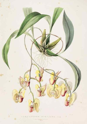 Reproducción/Reproduction 7345503130: The Orchidaceae of Mexico and Guatemala.. London :Ridgway,[1837-1843]