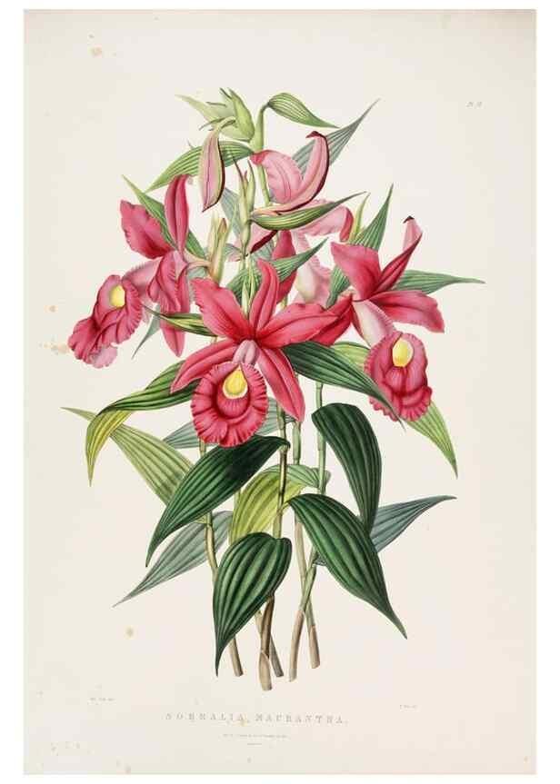 Reproducción/Reproduction 7345503682: The Orchidaceae of Mexico and Guatemala.. London :Ridgway,[1837-1843]