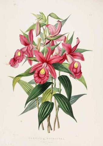 Reproducción/Reproduction 7345503682: The Orchidaceae of Mexico and Guatemala.. London :Ridgway,[1837-1843]