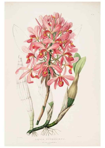 Reproducción/Reproduction 7160296087: The Orchidaceae of Mexico and Guatemala.. London :Ridgway,[1837-1843]