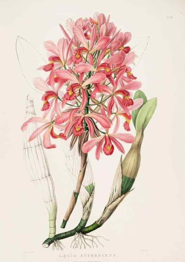 Reproducción/Reproduction 7160296087: The Orchidaceae of Mexico and Guatemala.. London :Ridgway,[1837-1843]