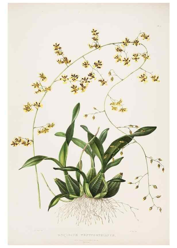 Reproducción/Reproduction 7345505290: The Orchidaceae of Mexico and Guatemala.. London :Ridgway,[1837-1843]