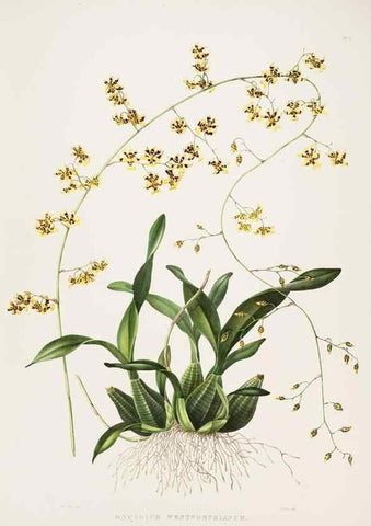 Reproducción/Reproduction 7345505290: The Orchidaceae of Mexico and Guatemala.. London :Ridgway,[1837-1843]
