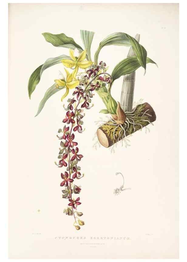 Reproducción/Reproduction 7345505846: The Orchidaceae of Mexico and Guatemala.. London :Ridgway,[1837-1843]
