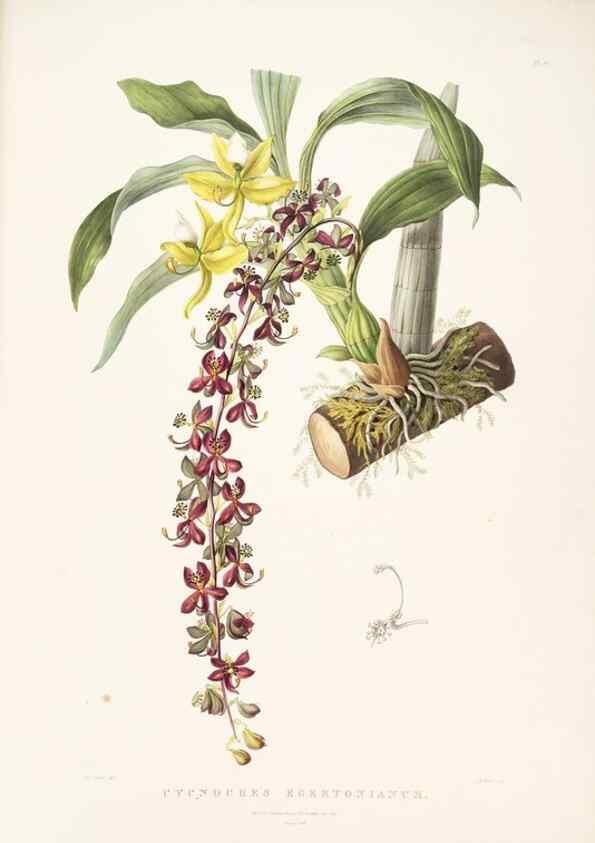 Reproducción/Reproduction 7345505846: The Orchidaceae of Mexico and Guatemala.. London :Ridgway,[1837-1843]