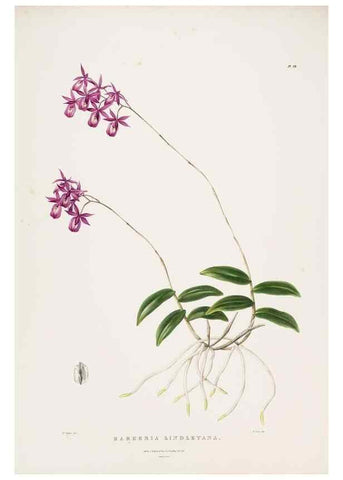 Reproducción/Reproduction 7160279385: The Orchidaceae of Mexico and Guatemala.. London :Ridgway,[1837-1843]