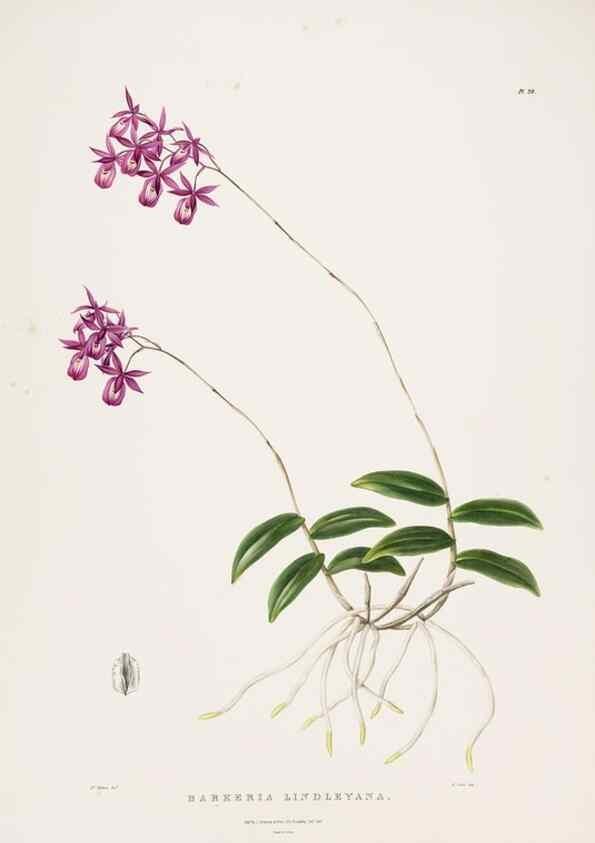 Reproducción/Reproduction 7160279385: The Orchidaceae of Mexico and Guatemala.. London :Ridgway,[1837-1843]