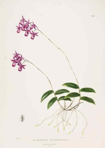 Reproducción/Reproduction 7160279385: The Orchidaceae of Mexico and Guatemala.. London :Ridgway,[1837-1843]