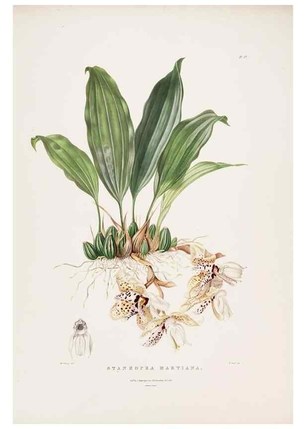 Reproducción/Reproduction 7160278975: The Orchidaceae of Mexico and Guatemala.. London :Ridgway,[1837-1843]