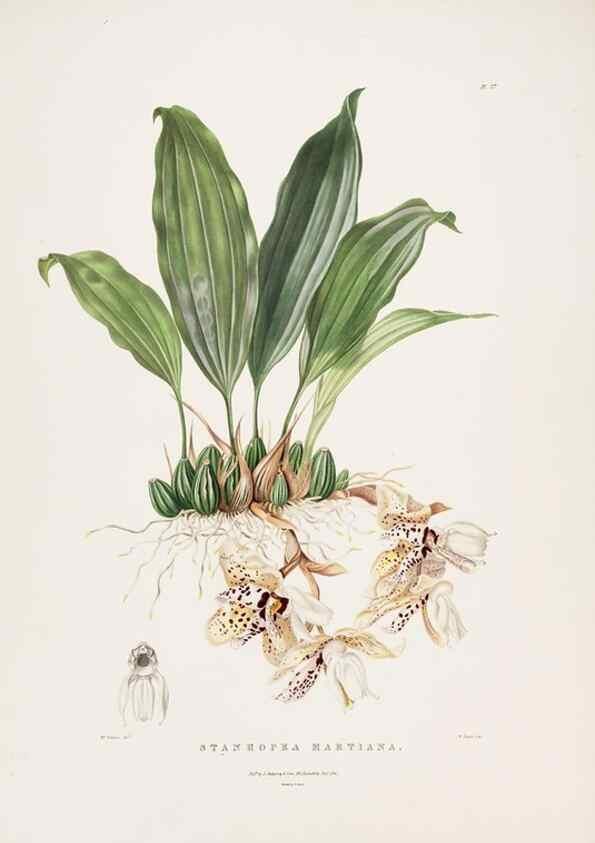 Reproducción/Reproduction 7160278975: The Orchidaceae of Mexico and Guatemala.. London :Ridgway,[1837-1843]