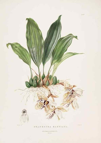 Reproducción/Reproduction 7160278975: The Orchidaceae of Mexico and Guatemala.. London :Ridgway,[1837-1843]