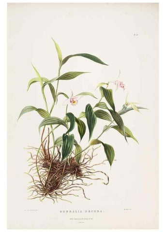 Reproducción/Reproduction 7160278285: The Orchidaceae of Mexico and Guatemala.. London :Ridgway,[1837-1843]