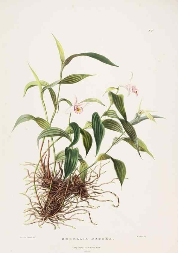 Reproducción/Reproduction 7160278285: The Orchidaceae of Mexico and Guatemala.. London :Ridgway,[1837-1843]