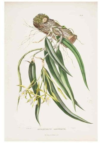Reproducción/Reproduction 7345484918: The Orchidaceae of Mexico and Guatemala.. London :Ridgway,[1837-1843]