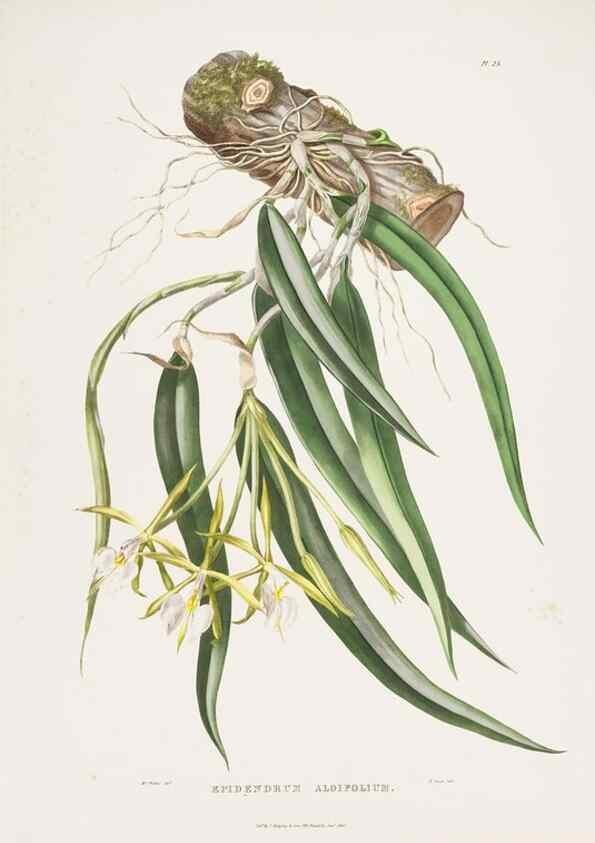 Reproducción/Reproduction 7345484918: The Orchidaceae of Mexico and Guatemala.. London :Ridgway,[1837-1843]
