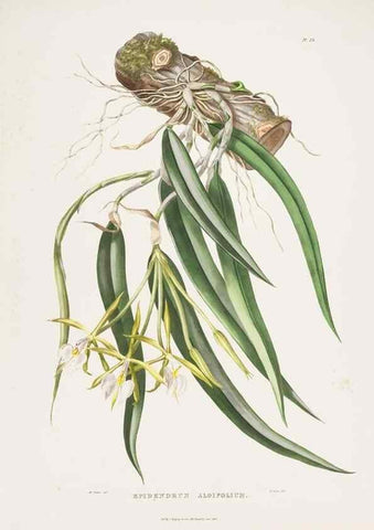 Reproducción/Reproduction 7345484918: The Orchidaceae of Mexico and Guatemala.. London :Ridgway,[1837-1843]