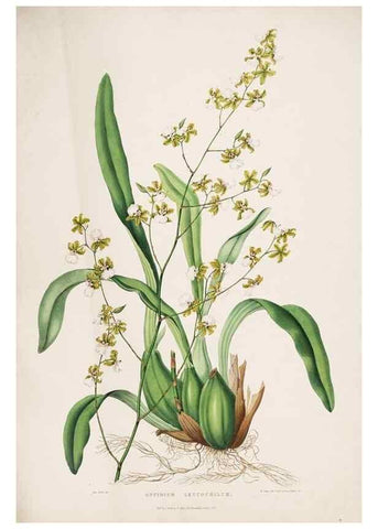 Reproducción/Reproduction 7345466362: The Orchidaceae of Mexico and Guatemala.. London :Ridgway,[1837-1843]