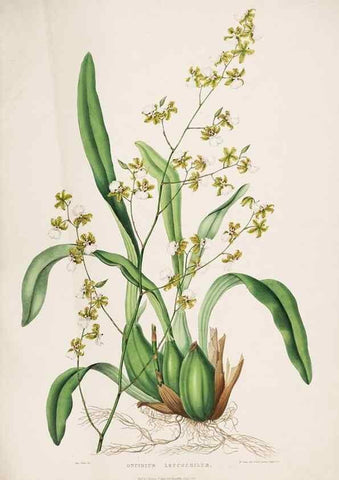Reproducción/Reproduction 7345466362: The Orchidaceae of Mexico and Guatemala.. London :Ridgway,[1837-1843]