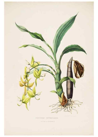 Reproducción/Reproduction 7345469262: The Orchidaceae of Mexico and Guatemala.. London :Ridgway,[1837-1843]
