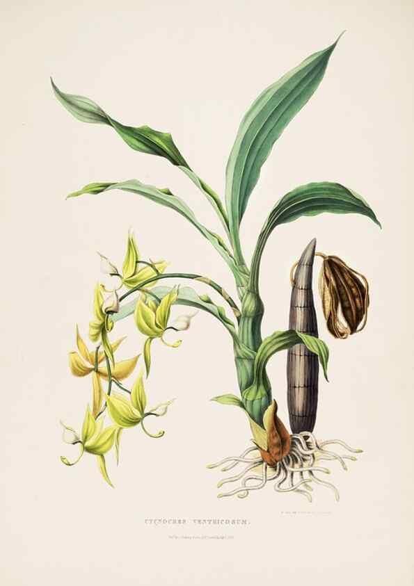 Reproducción/Reproduction 7345469262: The Orchidaceae of Mexico and Guatemala.. London :Ridgway,[1837-1843]