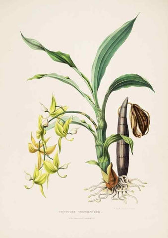 Reproducción/Reproduction 7345469262: The Orchidaceae of Mexico and Guatemala.. London :Ridgway,[1837-1843]