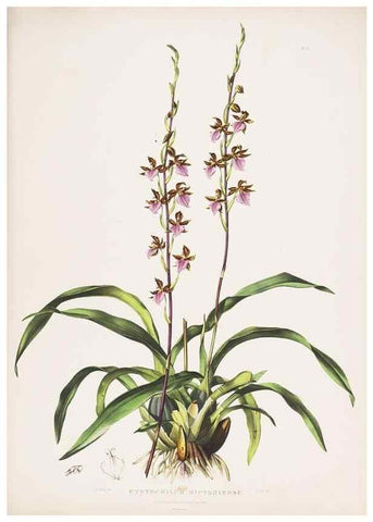 Reproducción/Reproduction 7160261851: The Orchidaceae of Mexico and Guatemala.. London :Ridgway,[1837-1843]