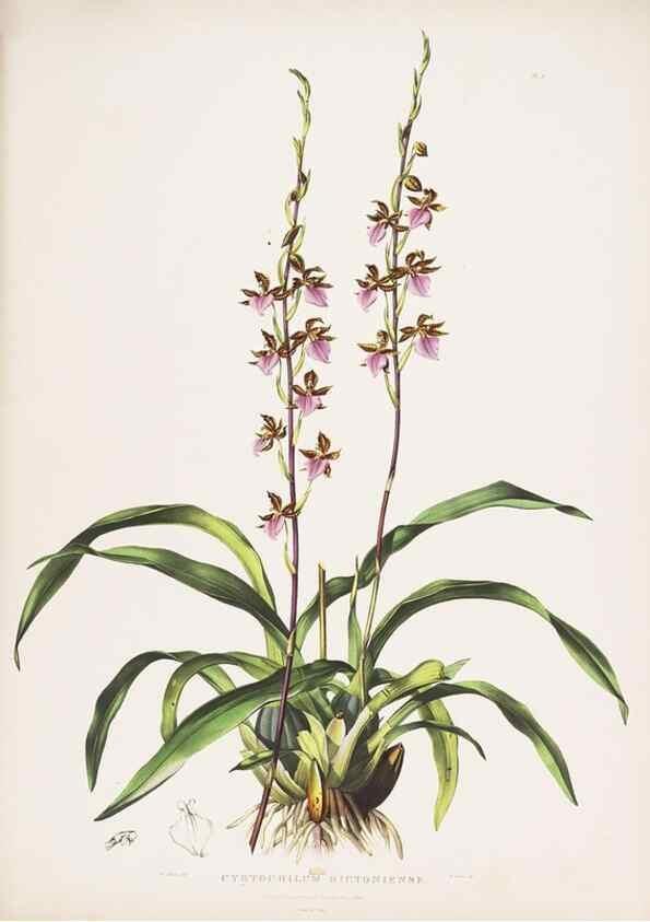 Reproducción/Reproduction 7160261851: The Orchidaceae of Mexico and Guatemala.. London :Ridgway,[1837-1843]