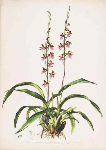 Reproducción/Reproduction 7160261851: The Orchidaceae of Mexico and Guatemala.. London :Ridgway,[1837-1843]