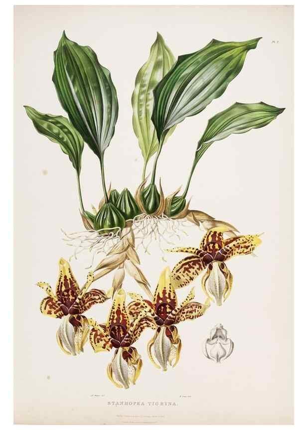 Reproducción/Reproduction 7160262745: The Orchidaceae of Mexico and Guatemala.. London :Ridgway,[1837-1843]