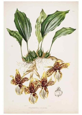 Reproducción/Reproduction 7160262745: The Orchidaceae of Mexico and Guatemala.. London :Ridgway,[1837-1843]