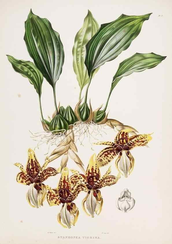 Reproducción/Reproduction 7160262745: The Orchidaceae of Mexico and Guatemala.. London :Ridgway,[1837-1843]