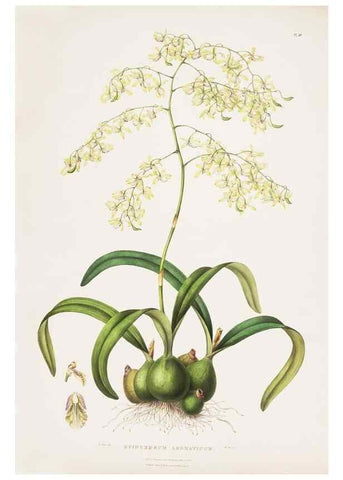 Reproducción/Reproduction 7160265293: The Orchidaceae of Mexico and Guatemala.. London :Ridgway,[1837-1843]