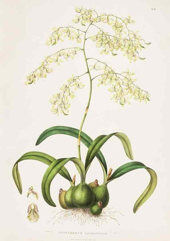 Reproducción/Reproduction 7160265293: The Orchidaceae of Mexico and Guatemala.. London :Ridgway,[1837-1843]