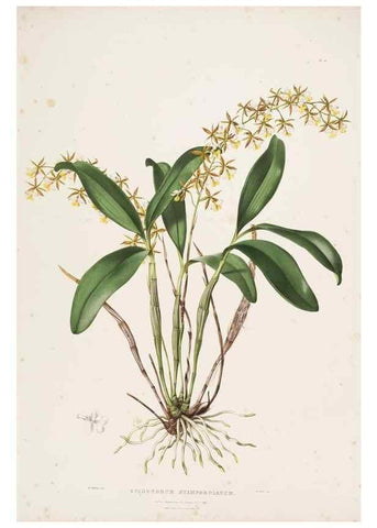 Reproducción/Reproduction 7160266143: The Orchidaceae of Mexico and Guatemala.. London :Ridgway,[1837-1843]