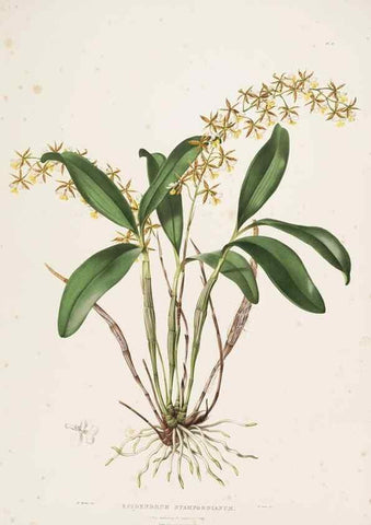 Reproducción/Reproduction 7160266143: The Orchidaceae of Mexico and Guatemala.. London :Ridgway,[1837-1843]