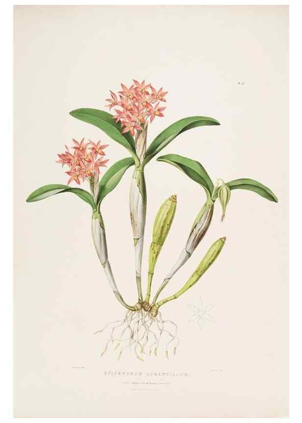 Reproducción/Reproduction 7345475244: The Orchidaceae of Mexico and Guatemala.. London :Ridgway,[1837-1843]