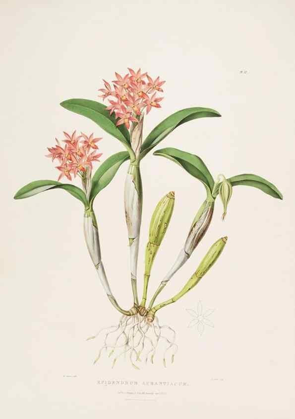 Reproducción/Reproduction 7345475244: The Orchidaceae of Mexico and Guatemala.. London :Ridgway,[1837-1843]
