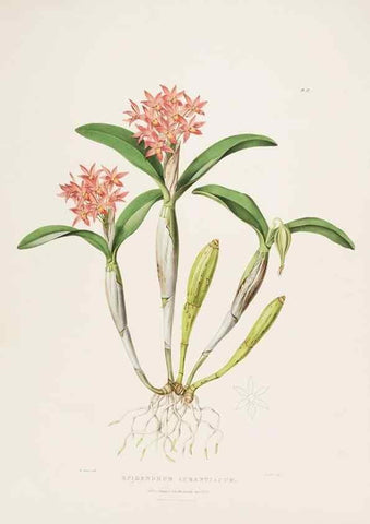 Reproducción/Reproduction 7345475244: The Orchidaceae of Mexico and Guatemala.. London :Ridgway,[1837-1843]