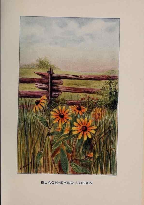 Reproducción/Reproduction 7348217304: Fifty flower friends with familiar faces,. Boston,Lothrop, Lee & Shepard co.[1907]