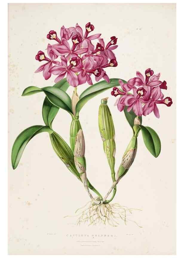 Reproducción/Reproduction 7345476052: The Orchidaceae of Mexico and Guatemala.. London :Ridgway,[1837-1843]