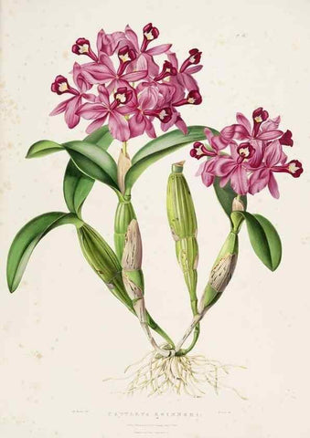 Reproducción/Reproduction 7345476052: The Orchidaceae of Mexico and Guatemala.. London :Ridgway,[1837-1843]