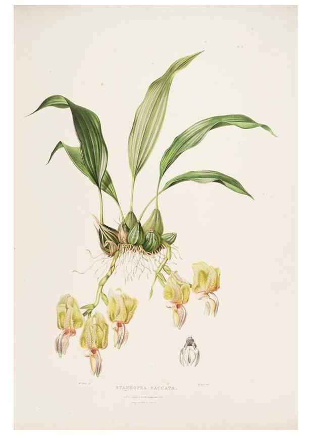 Reproducción/Reproduction 7345477746: The Orchidaceae of Mexico and Guatemala.. London :Ridgway,[1837-1843]