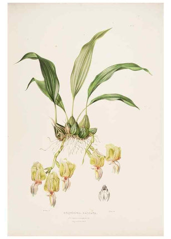Reproducción/Reproduction 7345477746: The Orchidaceae of Mexico and Guatemala.. London :Ridgway,[1837-1843]