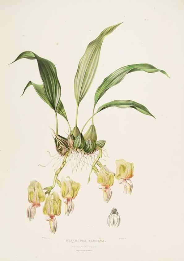 Reproducción/Reproduction 7345477746: The Orchidaceae of Mexico and Guatemala.. London :Ridgway,[1837-1843]