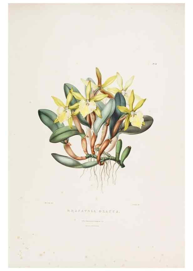 Reproducción/Reproduction 7345478418: The Orchidaceae of Mexico and Guatemala.. London :Ridgway,[1837-1843]
