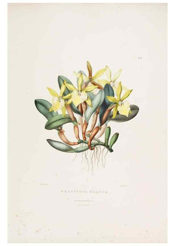 Reproducción/Reproduction 7345478418: The Orchidaceae of Mexico and Guatemala.. London :Ridgway,[1837-1843]