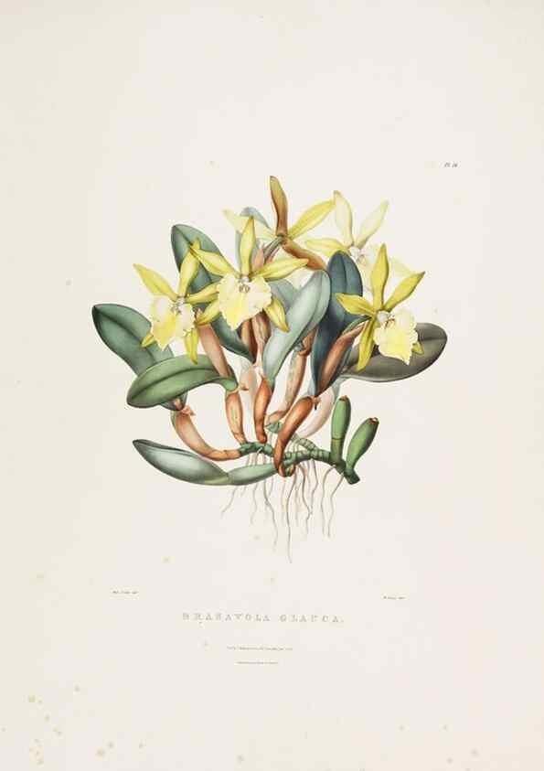 Reproducción/Reproduction 7345478418: The Orchidaceae of Mexico and Guatemala.. London :Ridgway,[1837-1843]