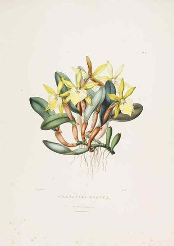 Reproducción/Reproduction 7345478418: The Orchidaceae of Mexico and Guatemala.. London :Ridgway,[1837-1843]